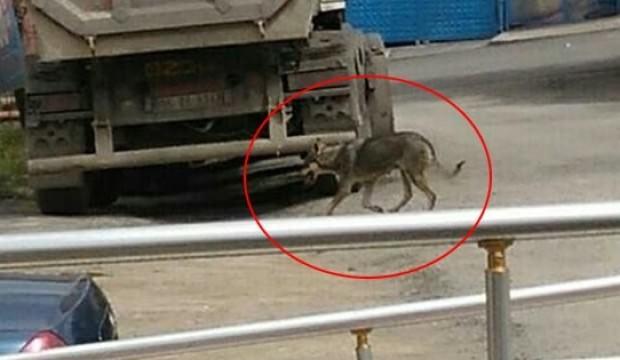 Aç kurt şehir merkezine indi...
