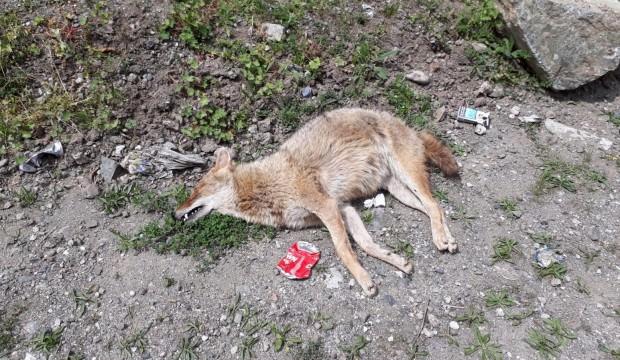Artvin’de şüpheli tilki ölümleri