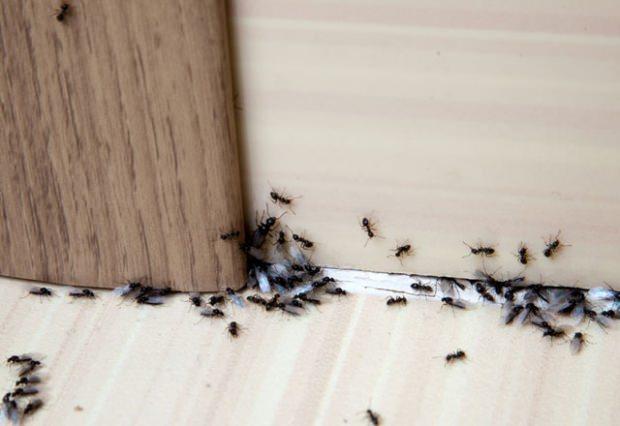 Evdeki karıncalardan kurtulma yöntemleri