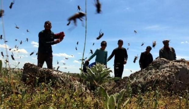 Şanlıurfa'da korkutan görüntü! Yüz binlercesi istilası etti