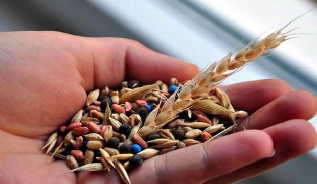 Büyük ilgi! Türkiye'den 40 ülkeye hibrit tohum