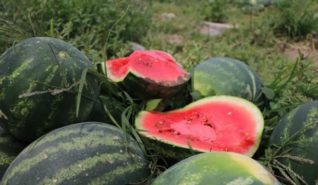 Adana karpuzunda hasat sevinci