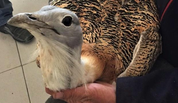 Eskişehir'de bulundu! Türkiye'nin en büyüğü...
