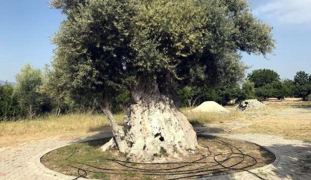 İşte Cumhurbaşkanı Erdoğan'ın bahsettiği o zeytin ağacı
