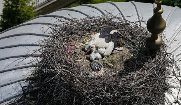 19 yıldır aynı caminin kubbesine yuva yapıyorlar