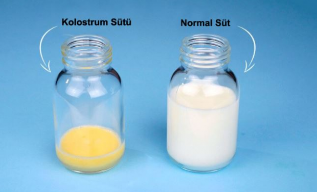 kolostrum sütünün bebeğe faydaları neler?Anne sütünden farkları