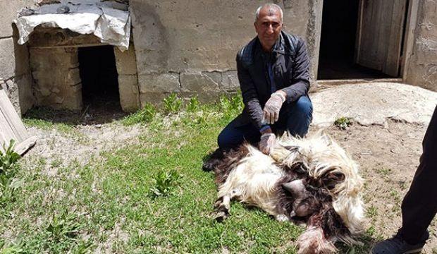 Korkunç olay! Başıboş köpekler 18 keçiyi telef etti