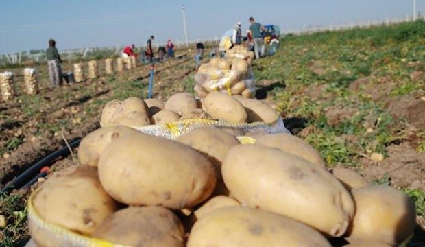 Kuraklığa dayanıklı patates geliştirildi