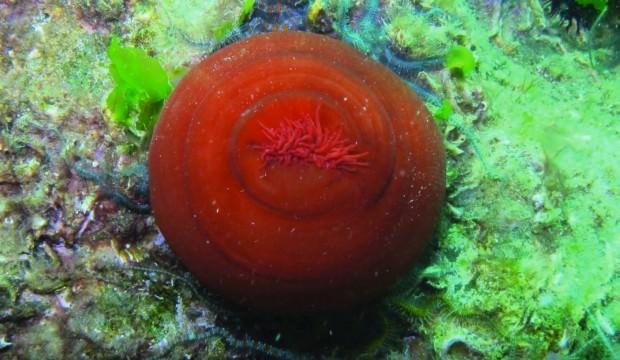 Marmara’da çıktı! Dünyada sayılı bölgede bulunuyor