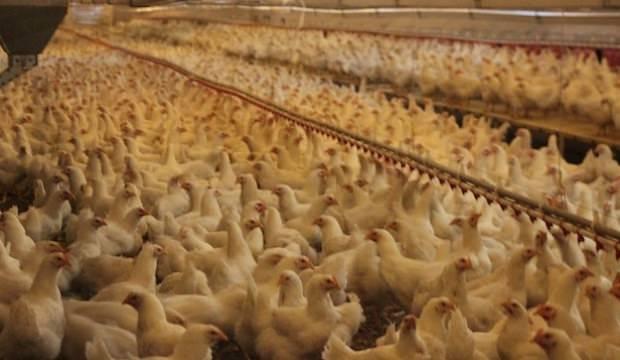 Türk tavukçular ihracatta Avrupa ülkeleriyle yarışıyor