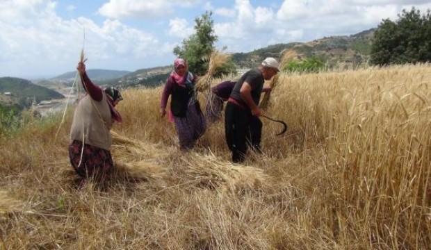 Türkiye’nin ilk buğday hasadı Antalya’dan