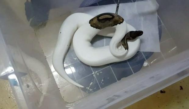 Sosyal medya üzerinden satıyorlardı! Bakın ne çıktı?