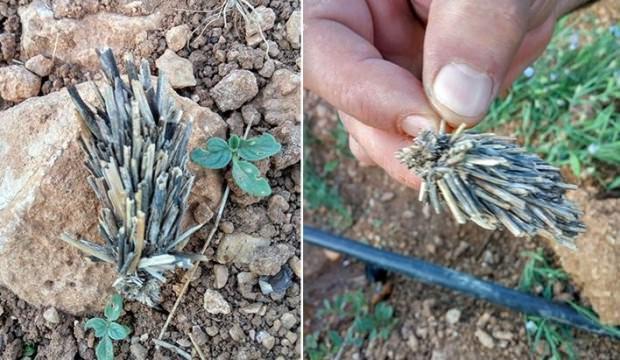 Bitki kökü sandılar 'mantolu böcek' çıktı