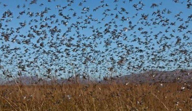İran'dan 'yeni dalga' uyarısı! İstila ediyorlar