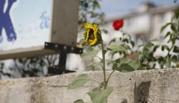 Kaldırımda yetişen ayçiçeği görenleri şaşırtıyor
