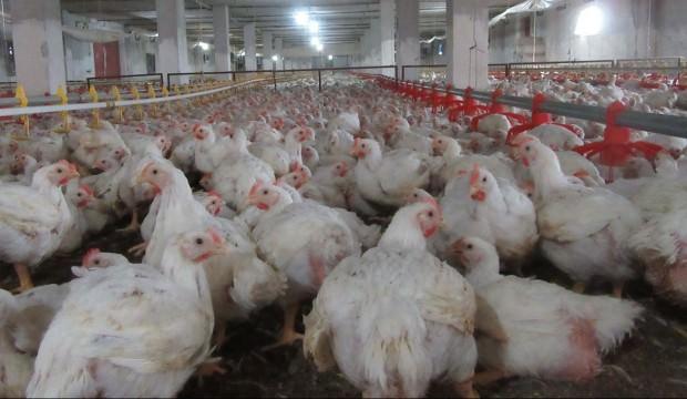 Kimse yüzüne bakmıyor! 80 milyon dolara Çin'e sattık