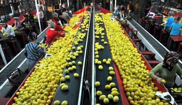 Yaş meyve ve sebzede mayısta 141 milyon dolarlık ihracat
