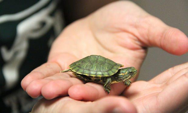 Su kaplumbağası bakımı