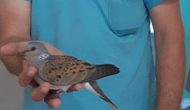 Nesli tükenmek üzere! 'Üveyik' tedaviye alındı