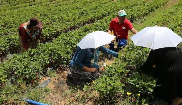 Tavsiye üzerine başladılar şimdi siparişlere yetişemiyorlar