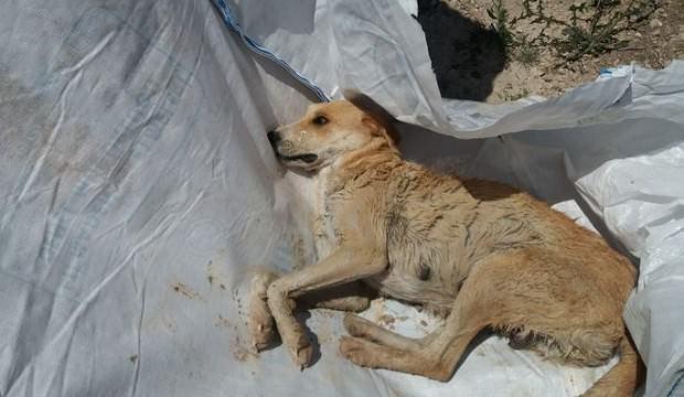 Baraj inşaatında mahsur kaldı, böyle kurtarıldı