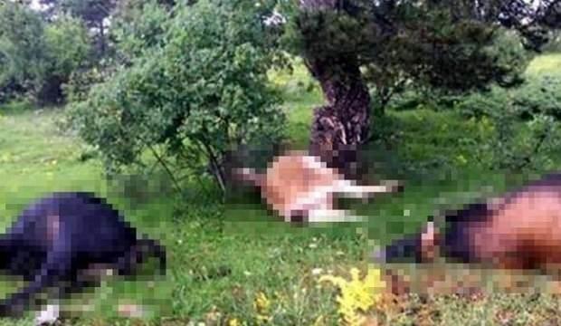Her şey birdenbire oldu! 4'ü aynı anda can verdi