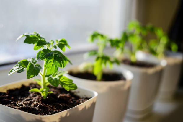evde domates nasıl yetiştirilir