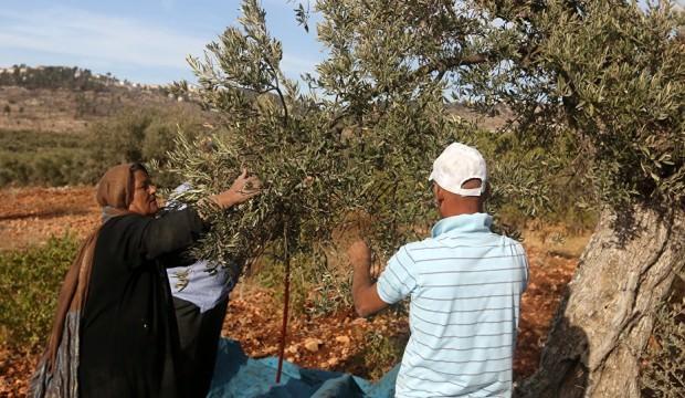 Yahudi işgalciler Filistinlilere ait yüzlerce zeytin ağacını yaktı!