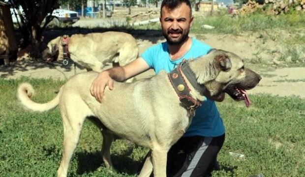 Bu köpeklerin yavrusu daha doğmadan satılıyor