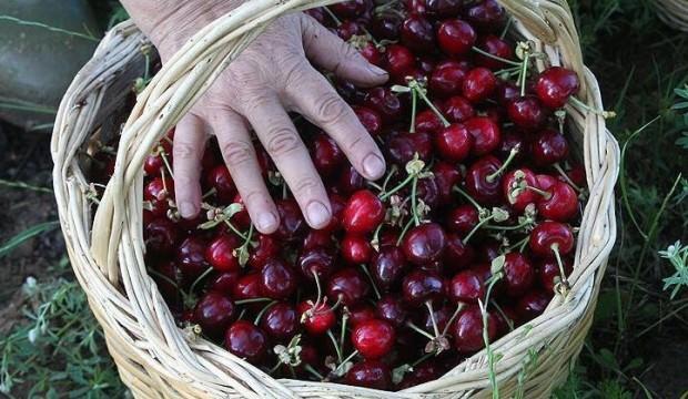 2 bin rakımda yetişiyor, Avrupa'da sofraları süslüyor