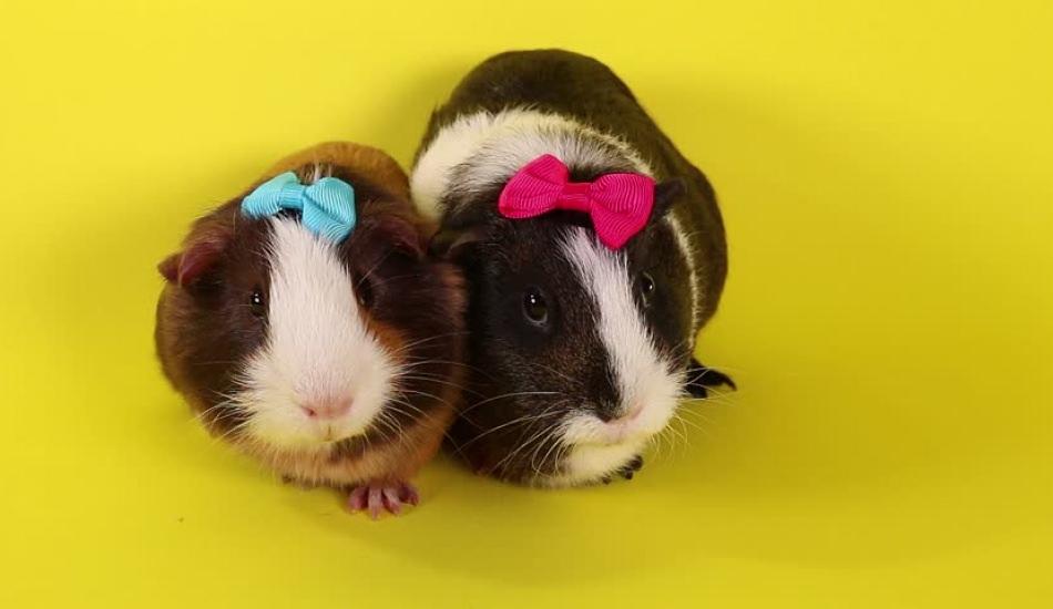 guinepig_bakimi_nasil_olur_nasil_egitilir_1563626297_6672.jpg