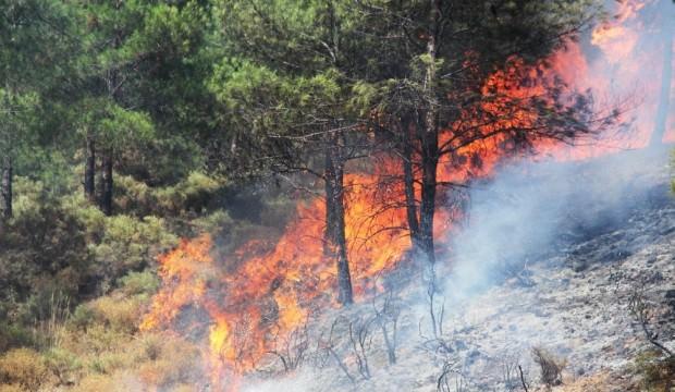 ODTÜ'yü ayağa kaldıranlar PKK'nın ağaç katliamına sessiz