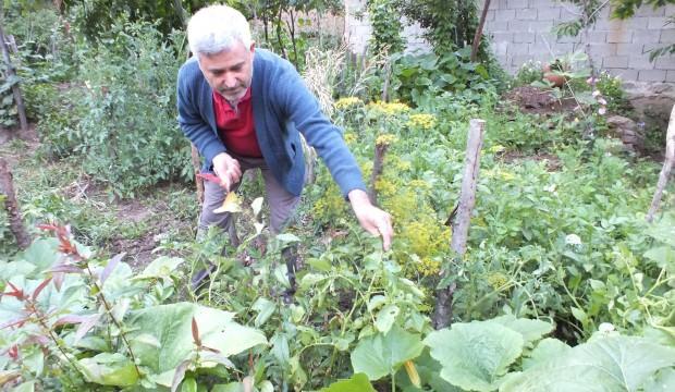 Patates ektiler, öyle bir şey çıktı ki!