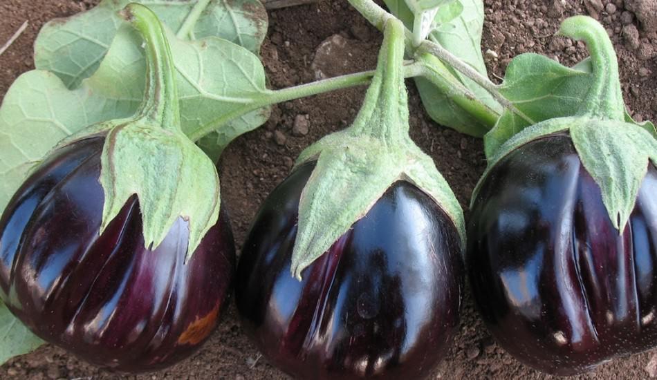patlicanin_faydalari_nelerdir_patlican_sapini_sakin_cope_atmayin_1564919374_5603.jpg