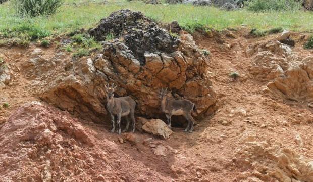 Tunceli'de yiyecek arayan yaban keçileri kara yoluna indi