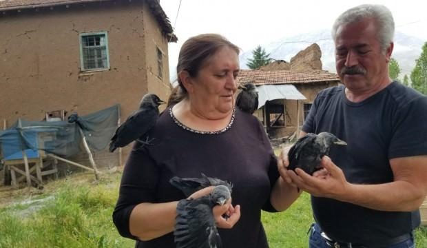 Sahiplendiği kargalara çocuklarının adını verdi