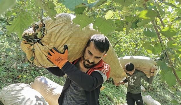 Fındığın zorlu yolculuğu