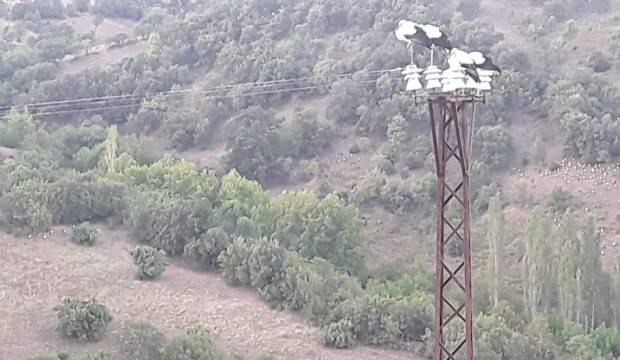 Leylekler ölmesin diye elektrikleri kestiler