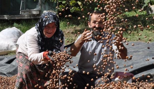 Fındık üreticilerine önemli uyarı