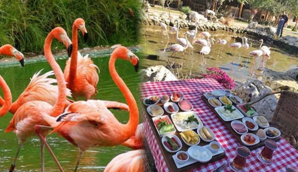 Flamingo köy nerede? Nasıl gidilir? Fiyatları hakkında bilgi...