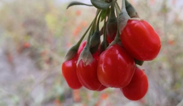Kilosu 80 ile 150 TL'den satılıyor! Talebe yetişemiyorlar