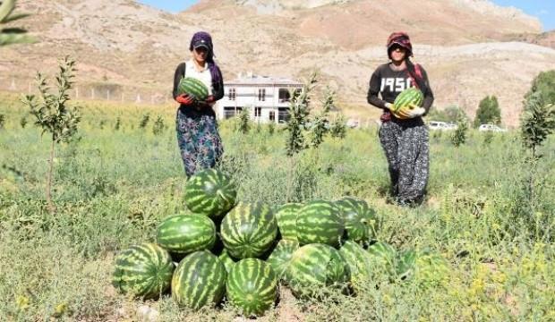 'Yetişmez' denilen Sivas'ta, 150 ton karpuz hasadı