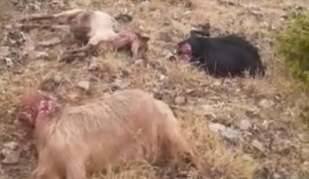 Yıldırım düştü, 12 keçi telef oldu,4'ü yaralandı