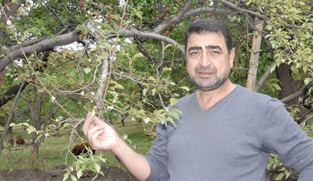 Havalara aldanan erikler sonbaharda çiçek açtı