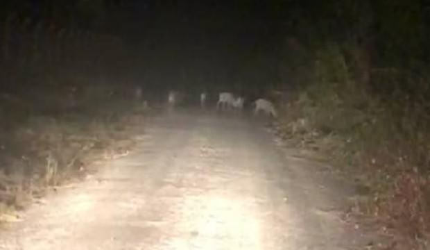 Domuz sürüsü karayoluna indi