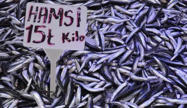 Karadeniz’de hamsi bolluğu: Kilosu 15 liraya geriledi