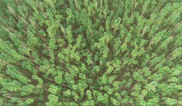 Kenevir tohumu üretimi 2023’te 150 tona çıkacak