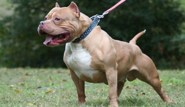 Pitbull besleyen kişiye yüklü miktarda para cezası