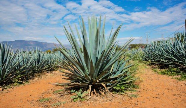 Agave bitkisi