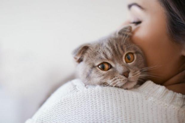 Kedilerin Stresi Nasil Onlenir Kedi Tuyunun Dokulmesi Nasil Onlenir Pratik Bilgiler Haberleri